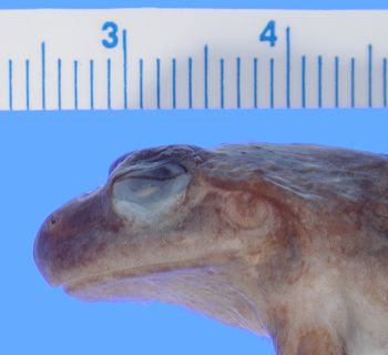 Media type: image; Herpetology A-32108
